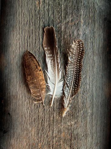 Art Print: Feather Collection II by Sue Schlabach: 12x9in