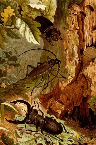 Art Print: Stag and Longhorn Beetles by F.W. Kuhnert: 18x12in