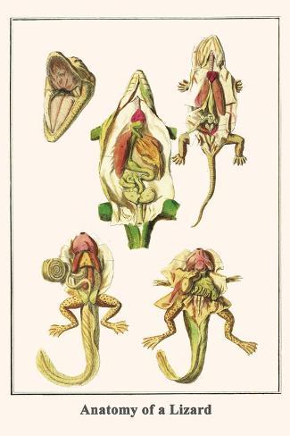 Art Print: Anatomy of a Lizard by Albertus Seba: 18x12in