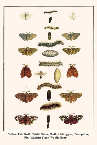 Art Print: Yellow Tail Moth, White Satin, Moth, Oak Eggar, Caterpillar, Fly, Garden Tiger, Woolly Bear by Albertus Seba: 18x12in