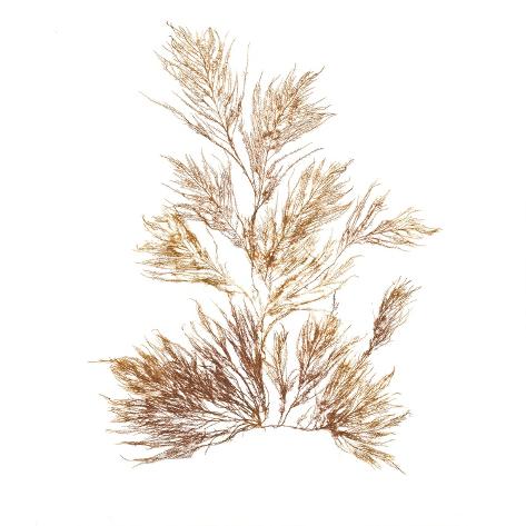 Art Print: Pacific Sea Mosses X White Sq by Wild Apple Portfolio: 12x12in