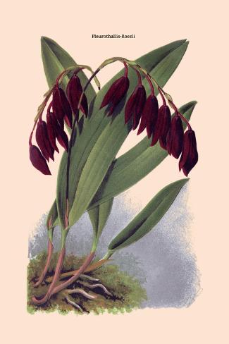 Art Print: Orchid: Pleurothallis-Roezli by William Forsell Kirby: 18x12in