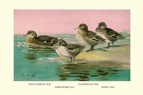 Art Print: Four Types of Teal Ducks by Allan Brooks: 18x12in