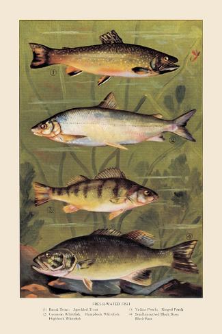 Art Print: Freshwater Fish: 18x12in