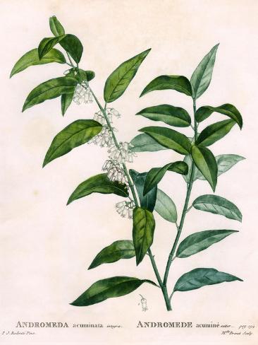 Art Print: Andromeda Acuminata by P J Redoute: 12x9in