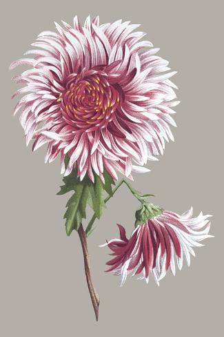 Art Print: Chrysanthemum on Gray III by Vision Studio: 18x12in