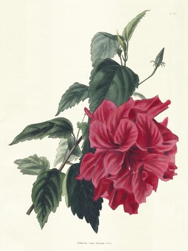 Art Print: Rose Hibiscus I: 12x9in