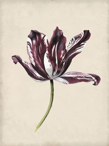 Art Print: Antique Tulip Study IV by Naomi McCavitt: 12x9in