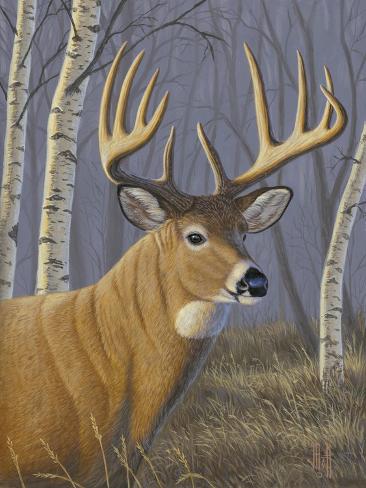 Giclee Print: Sunlit Whitetail by Jeffrey Hoff: 12x9in