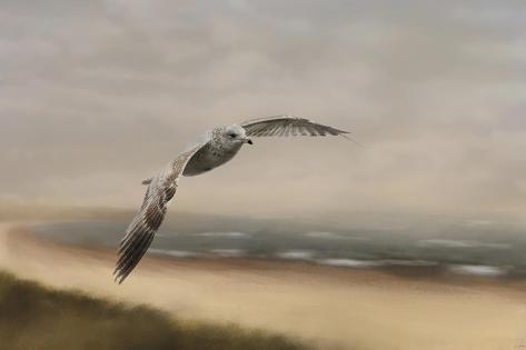 Giclee Print: Gull at the Shore by Jai Johnson: 18x12in