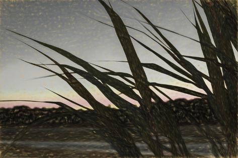 Giclee Print: Liquid Pencil Drawing Giant Reeds After Sunset by Anthony Paladino: 18x12in