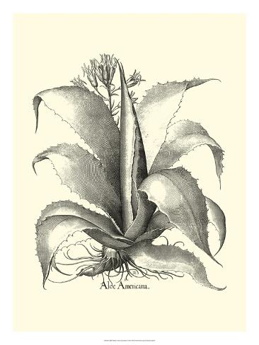 Art Print: B & W Besler Aloe Americana by Besler Basilius: 12x9in