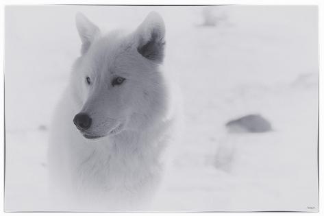 Giclee Print: White Wolf-3 by Gordon Semmens: 18x12in