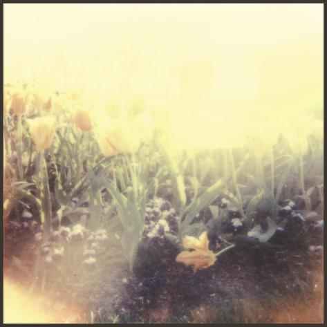 Art Print: Tulipa Exposta IV by Jason Johnson: 12x12in