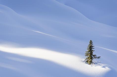 Giclee Print: Spotlight on Young Spruce by Michael Blanchette Photography: 18x12in