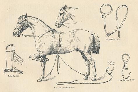 Giclee Print: Horse with Rarey fittings, c1905 (c1910) : 18x12in