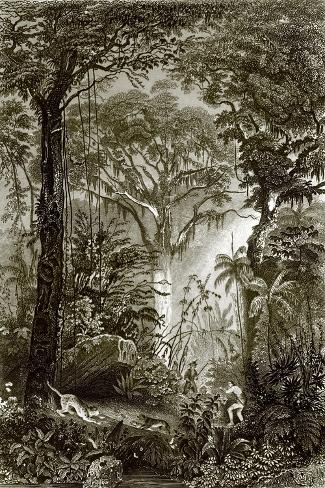 Giclee Print: A Scene in the Brazilian Forest by English: 18x12in