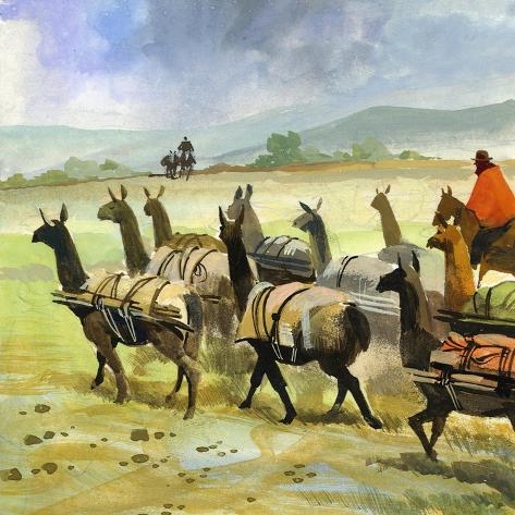 Giclee Print: Herds of Llamas in the Andes by Ferdinando Tacconi: 16x16in