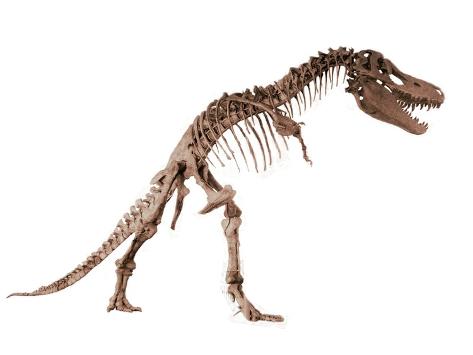 Giclee Print: Skeleton of Tarbosaurus, a Dinosaur Closely Related to Tyrannosaurus: 12x9in