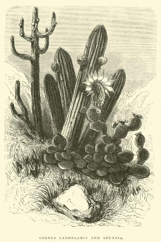 Giclee Print: Cereus Cadelaris and Opuntia by Édouard Riou: 18x12in