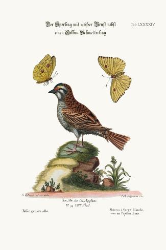 Giclee Print: The White-Throated Sparrow, and the Yellow Butterfly, 1749-73 by George Edwards: 18x12in