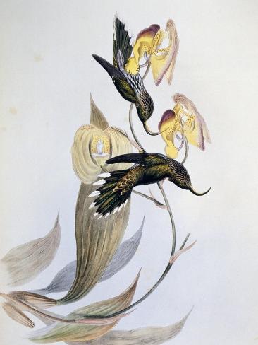 Giclee Print: White-Tipped Sicklebill (Eutoxeres Aquila) by John Gould: 12x9in