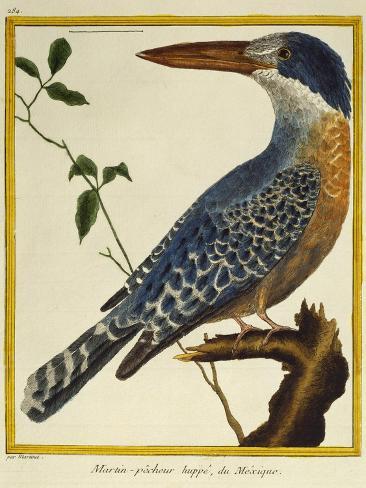 Giclee Print: Giant Kingfisher (Megaceryle Maxima) : 12x9in