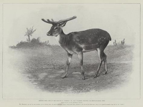 Giclee Print: Studies from Life at the Zoological Gardens, Siamese Thameng, or Brow-Antlered Deer: 12x9in