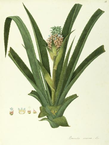 Giclee Print: Pineapple (Ananas Comosus), Bromeliaceae by Angela Rossi Bottione, Watercolour, 1812-1837: 12x9in