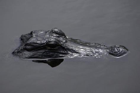 Giclee Print: Caiman: 18x12in