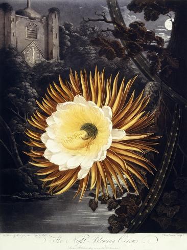 Giclee Print: The Night Blowing Cereus, 1800 by Philip Reinagle: 12x9in