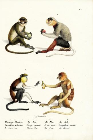 Giclee Print: Lesser White-Nosed Monkey, 1824 by Karl Joseph Brodtmann: 18x12in