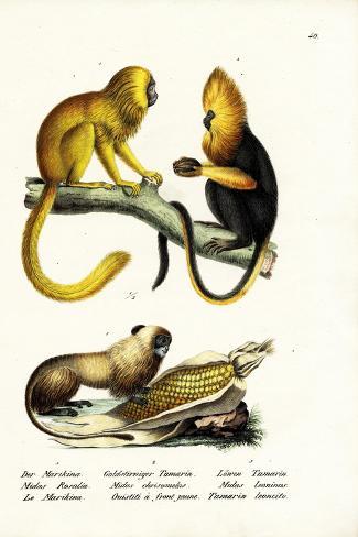 Giclee Print: Golden Lion Tamarin, 1824 by Karl Joseph Brodtmann: 18x12in