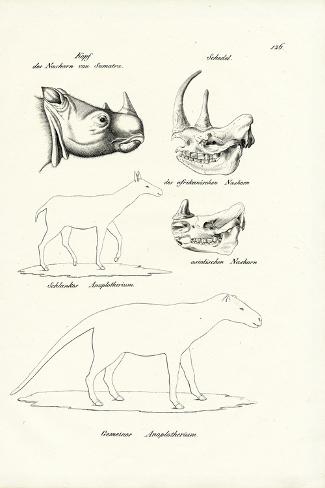 Giclee Print: Head of Sumatra-Rhinoceros, 1824 by Karl Joseph Brodtmann: 18x12in