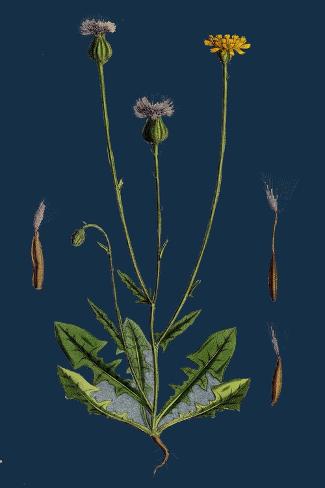 Giclee Print: Orobanche Amethystea; Bluish Broom-Rape: 18x12in