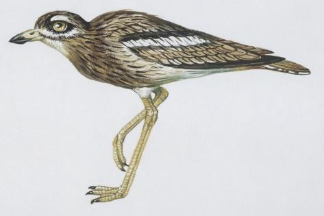 Giclee Print: Zoology: Birds, Rock Sparrow, (Petronia Petronia) : 18x12in