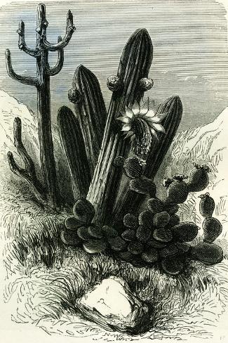 Giclee Print: Cereus Candelaris and Opuntia 1869 Peru: 18x12in