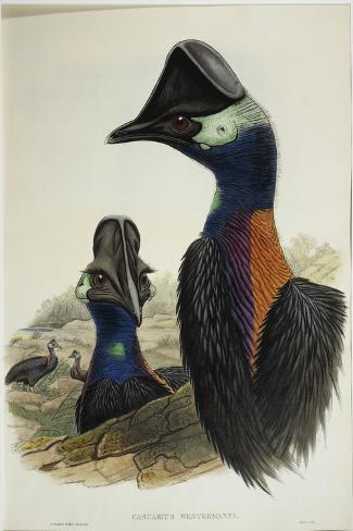 Giclee Print: Dwarf Cassowary Casuarius Bennetti, : 18x12in