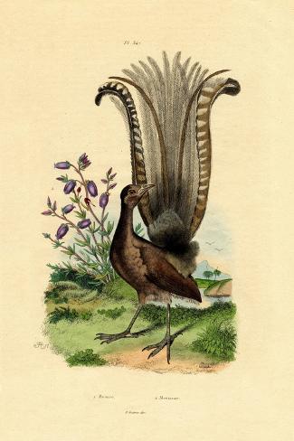 Giclee Print: Superb Lyrebird, 1833-39: 18x12in