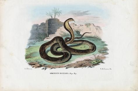 Giclee Print: Egyptian Cobra, 1863-79 by Raimundo Petraroja: 18x12in
