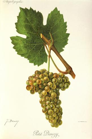 Giclee Print: Petit Danezy Grape by J. Troncy: 18x12in