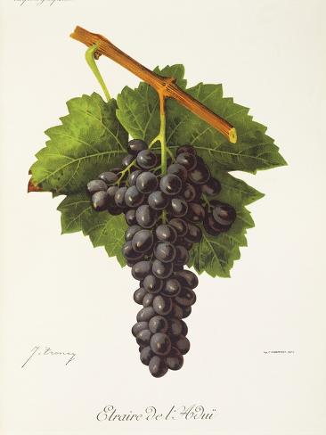 Giclee Print: Etraire Del'Adui Grape by J. Troncy: 12x9in