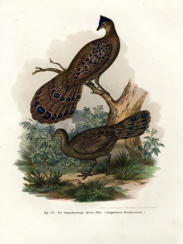 Giclee Print: Grey Peacock-Pheasant, 1864: 12x9in
