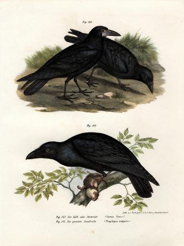 Giclee Print: Common Raven, 1864: 12x9in