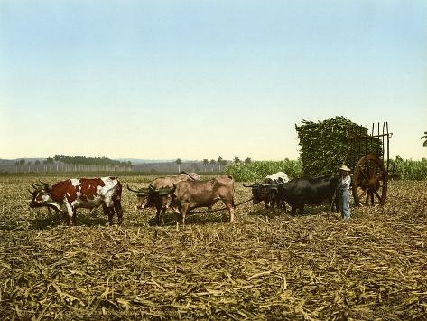 Giclee Print: Load of Sugar Cane on a Cuban Plantation, 1904: 12x9in