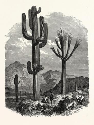 Giclee Print: The Cereus Giganteus, or Monumental Cactus: 12x9in