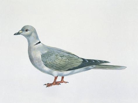Giclee Print: Close-Up of an Eurasian Collared Dove (Streptopelia Decaocto) : 12x9in