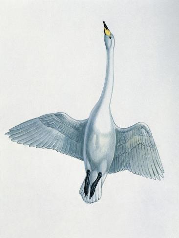 Giclee Print: Close-Up of a Whooper Swan Flying (Cygnus Cygnus) : 12x9in