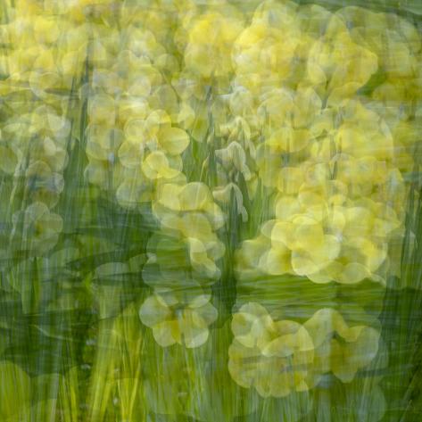 Photographic Print: Yellow and green floral abstract. by Jaynes Gallery: 16x16in