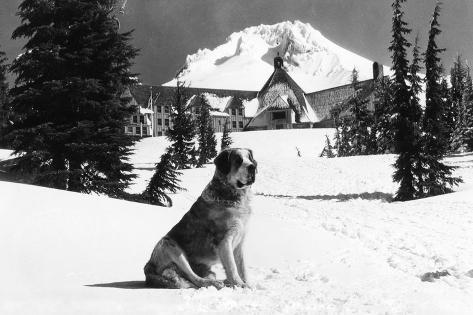 Art Print: Timberline Lodge and Lady the owner's St. Bernard Photograph - Mt. Hood, OR by Lantern Press: 18x12in